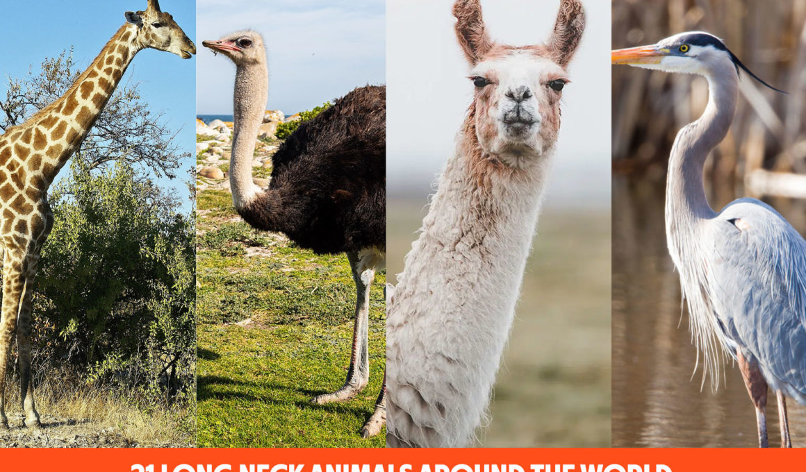 21 Long Neck Animals Around The World