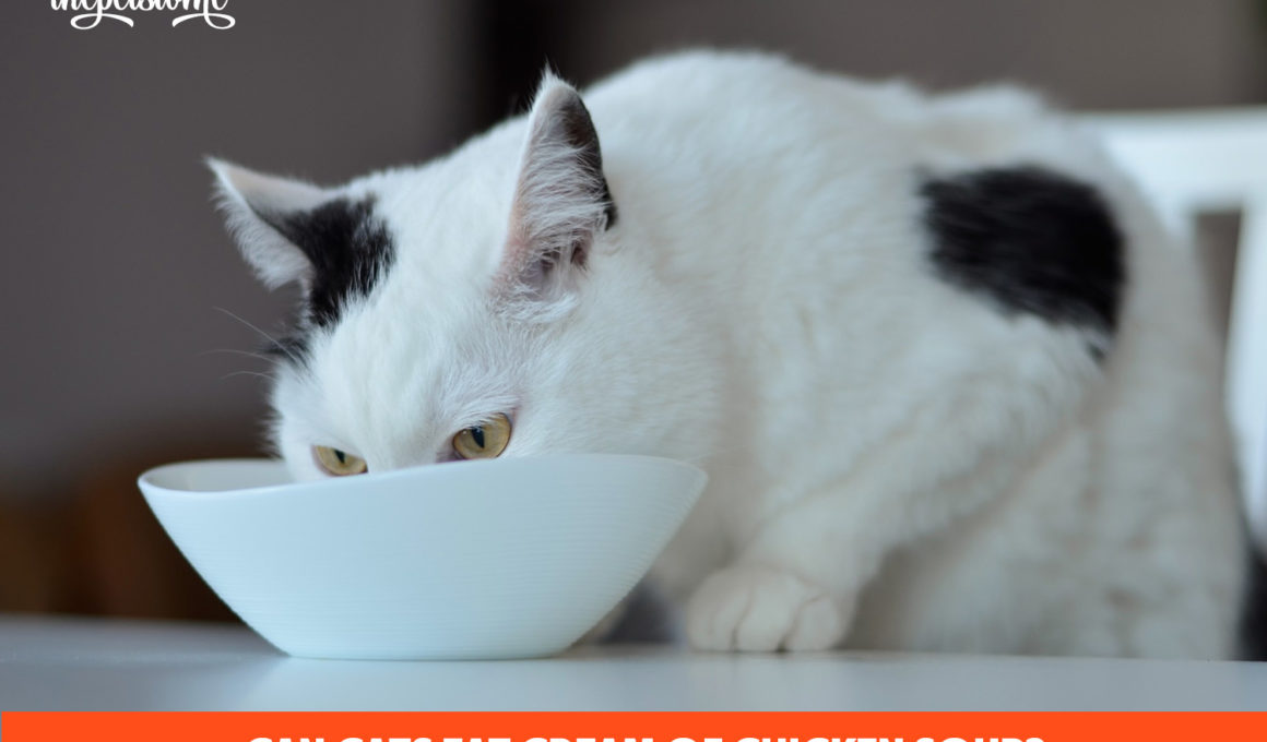 Can Cats Eat Cream Of Chicken Soup? 