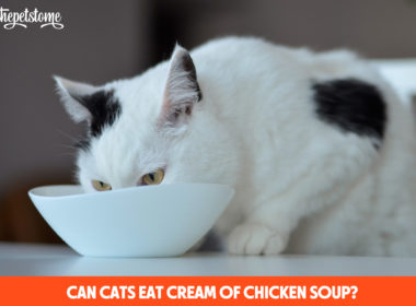 Can Cats Eat Cream Of Chicken Soup? 