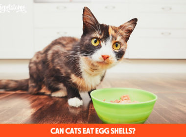 Can Cats Eat Egg Shells?