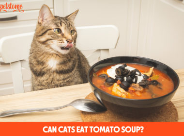 Can Cats Eat Tomato Soup?