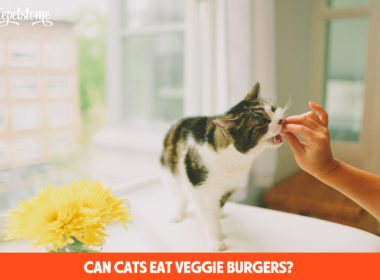 Can Cats Eat Veggie Burgers?