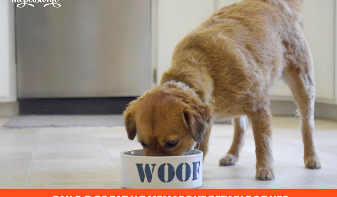 Can Dogs Eat Homemade Vegetable Soup?