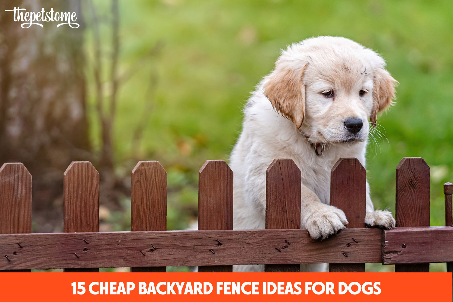 15 Cheap Backyard Fence Ideas For Dogs | ThePetsTome
