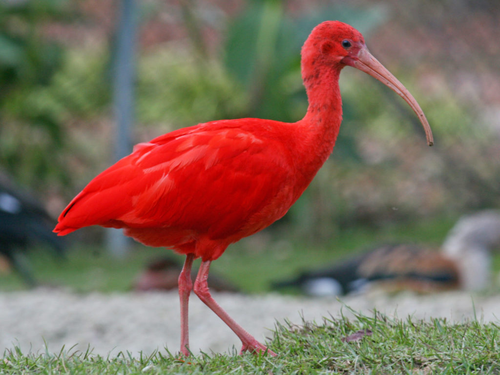 scalett ibis