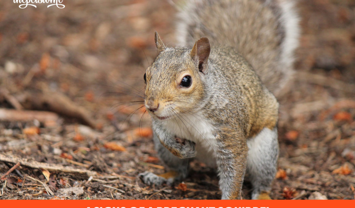 4 Signs Of A Pregnant Squirrel