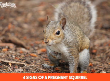 4 Signs Of A Pregnant Squirrel