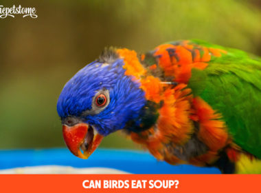 Can Birds Eat Soup?