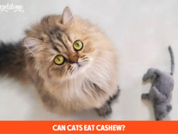 Can Cats Eat Cashew?