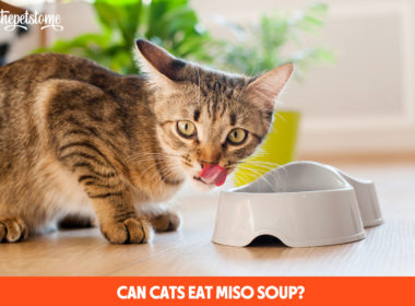 Can Cats Eat Miso Soup?