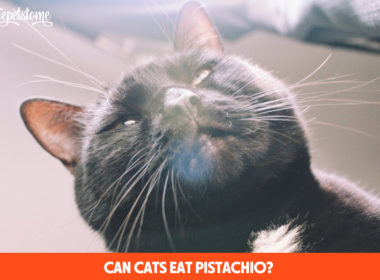 Can Cats Eat Pistachio?