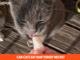 Can Cats Eat Raw Turkey Necks?