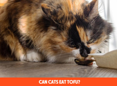 Can Cats Eat Tofu?