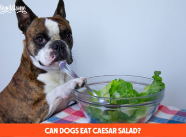 Can Dogs Eat Caesar Salad?