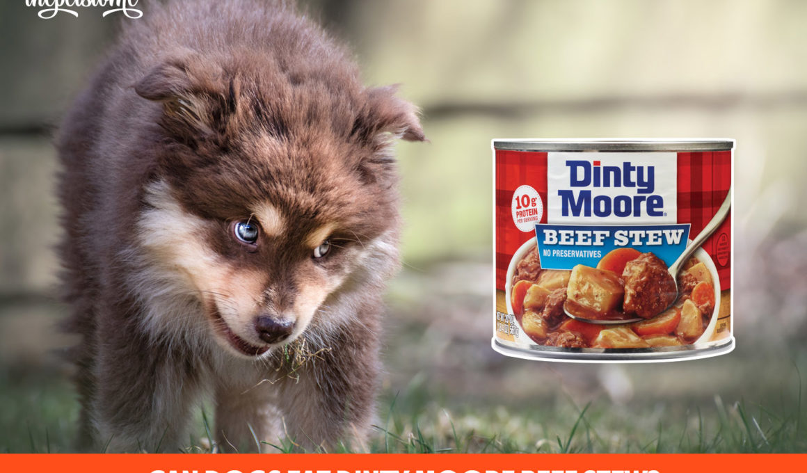 Can Dogs Eat Dinty Moore Beef Stew?
