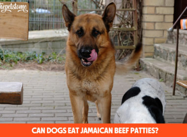 Can Dogs Eat Jamaican Beef Patties?