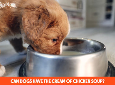 Can Dogs Have The Cream Of Chicken Soup?
