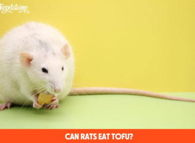 Can Rats Eat Tofu