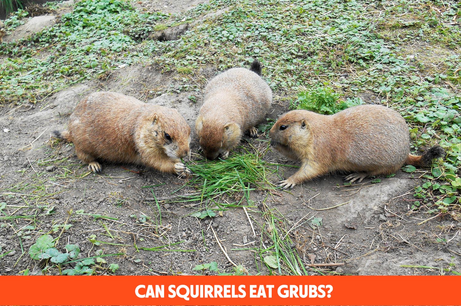 Can Squirrels Eat Grubs? Guide) ThePetsTome