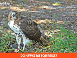 Do Hawks Eat Squirrels?
