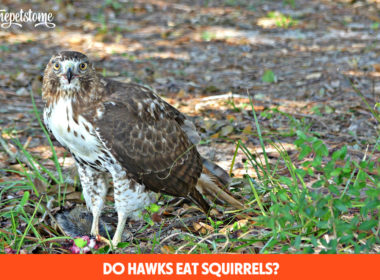 Do Hawks Eat Squirrels?
