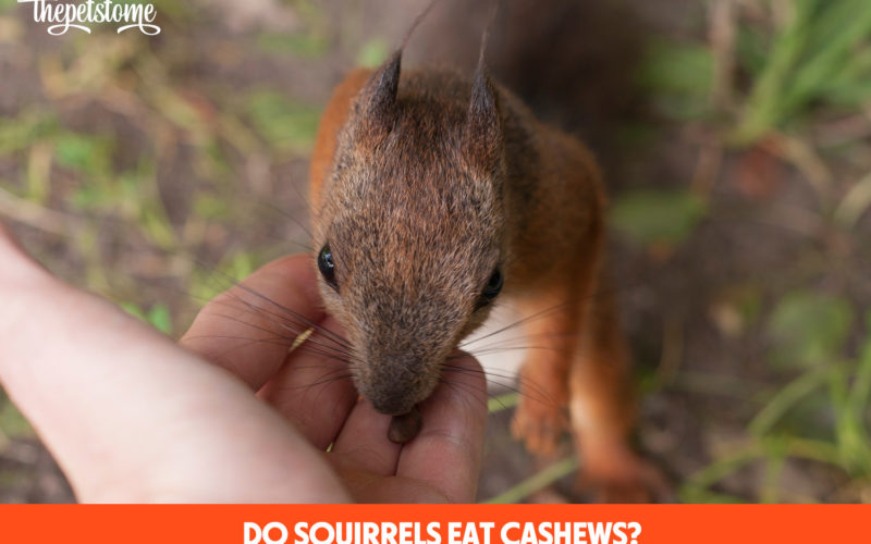 Do Squirrels Eat Cashews?