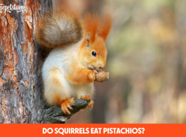 Do Squirrels Eat Pistachios