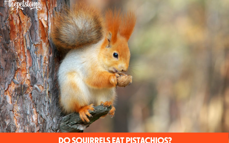 Do Squirrels Eat Pistachios