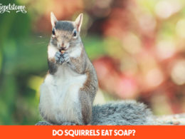 Do Squirrels Eat Soap?