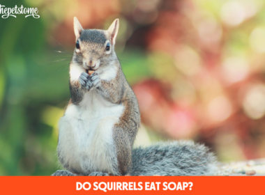 Do Squirrels Eat Soap?
