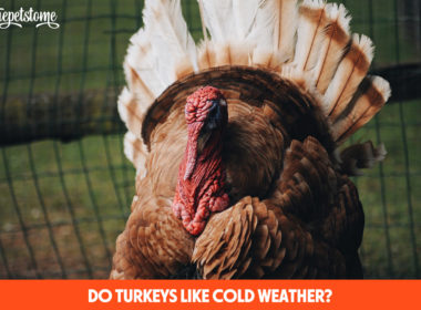 Do Turkeys Like Cold Weather