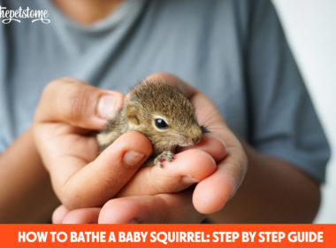 How To Bathe A Baby Squirrel: Step By Step Guide