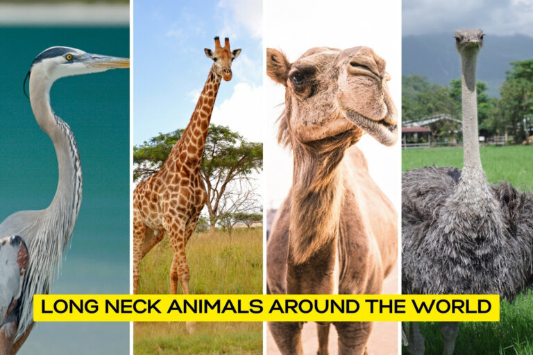 Long Neck Animals Around The World