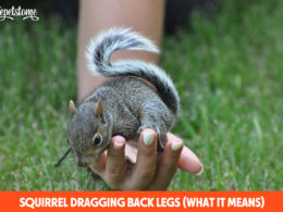 Squirrel Dragging Back Legs (What It Means)