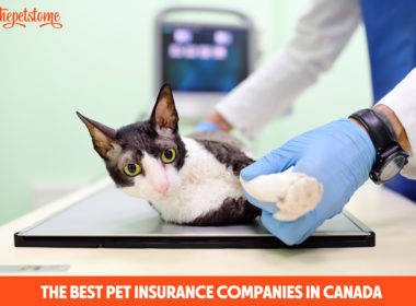 The Best Pet Insurance Companies In Canada
