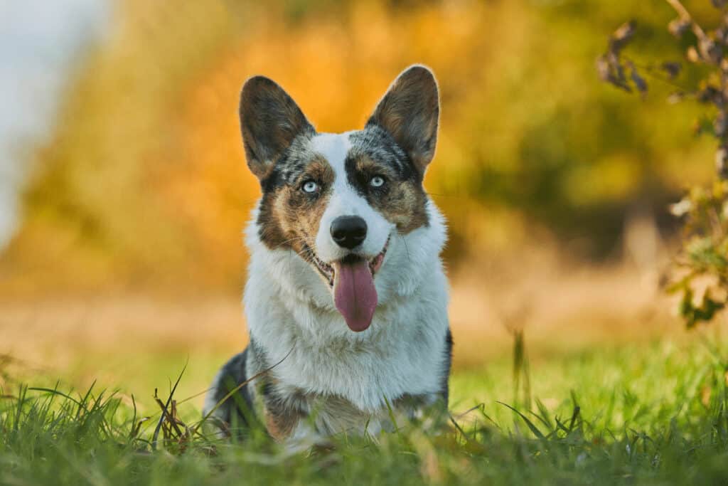Calico dogs with blue eyes