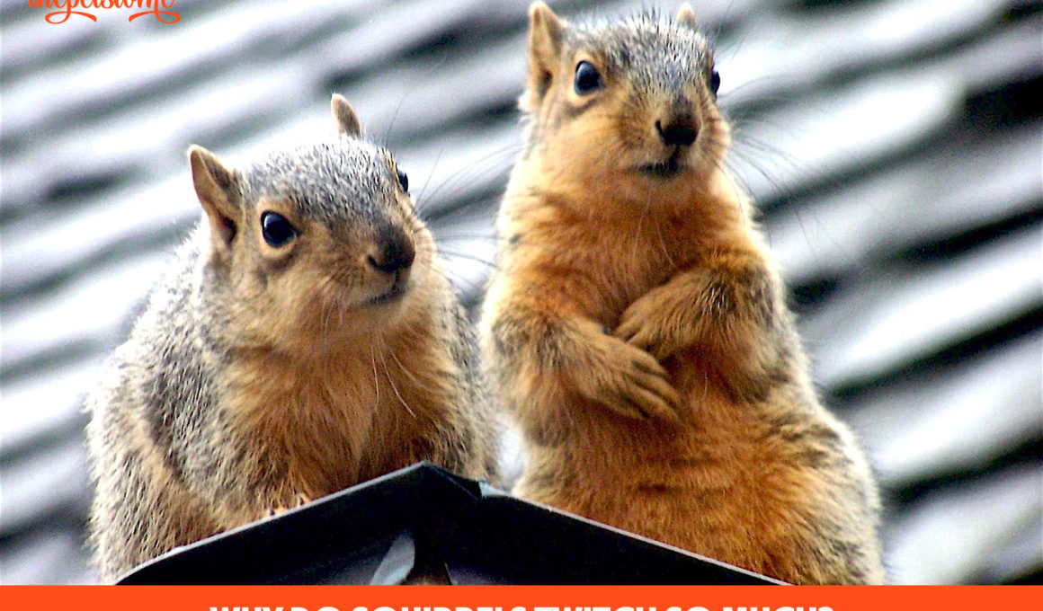 Why Do Squirrels Twitch So Much?