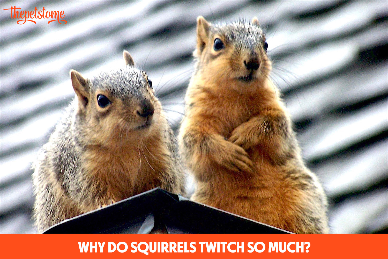 Why Do Squirrels Twitch So Much? ThePetsTome