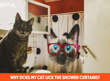 Why Does My Cat Lick The Shower Curtains?