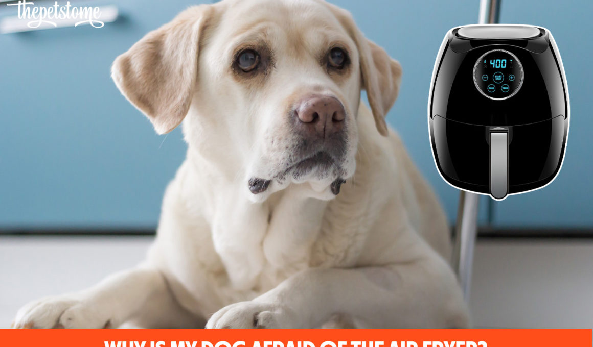 Why Is My Dog Afraid Of The Air Fryer?