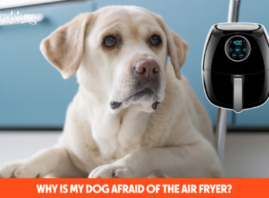 Why Is My Dog Afraid Of The Air Fryer?