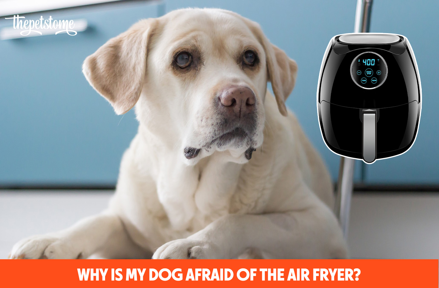 Why Is My Dog Afraid Of The Air Fryer? ThePetsTome