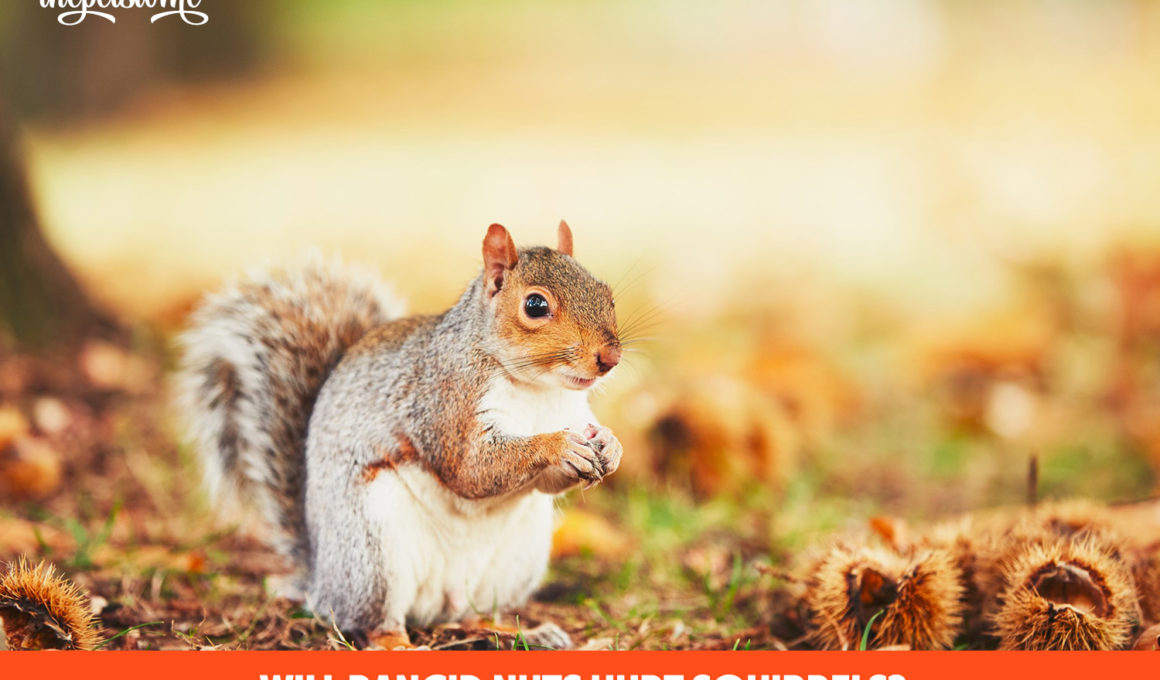 Will Rancid Nuts Hurt Squirrels