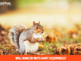 Will Rancid Nuts Hurt Squirrels