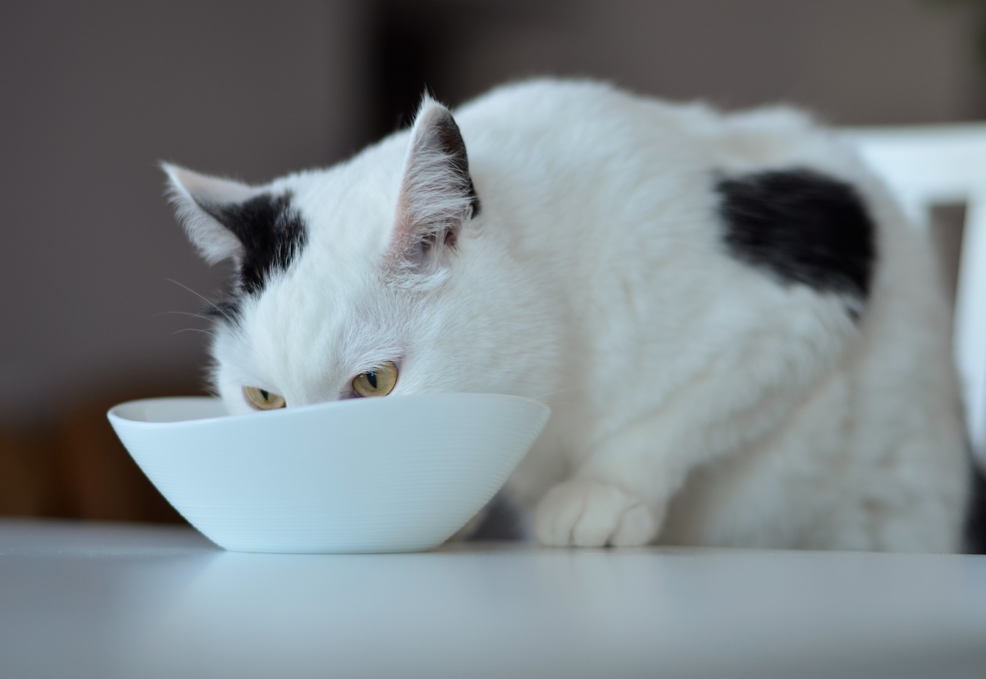 cat having a meal