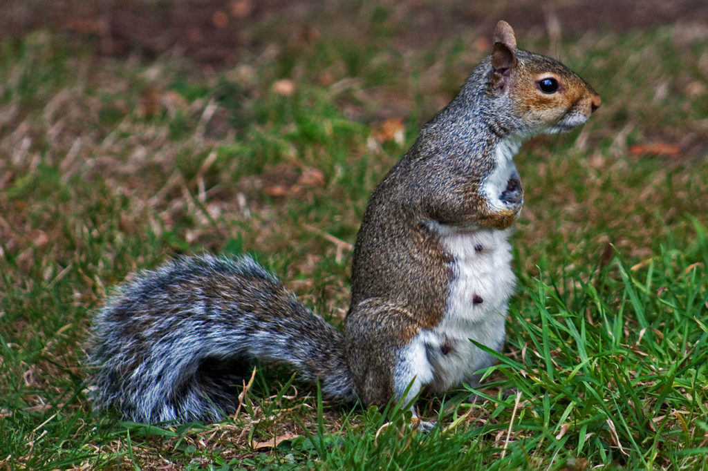 pregnant squirrel