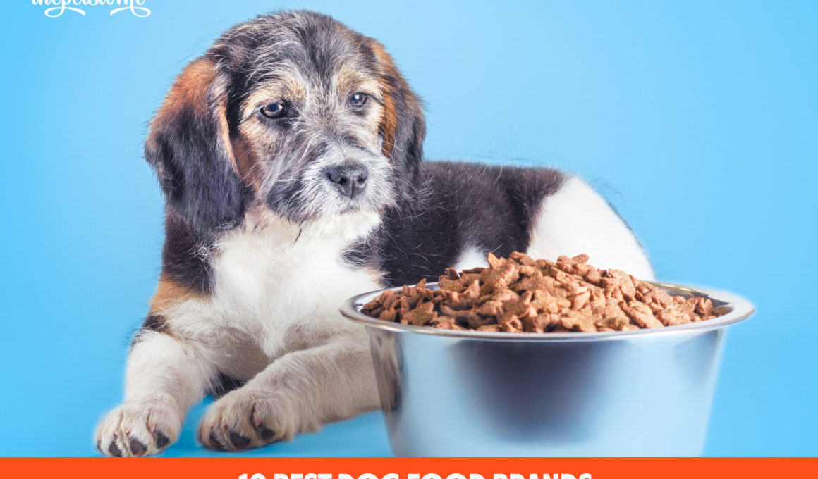 10 Best Dog Food Brands