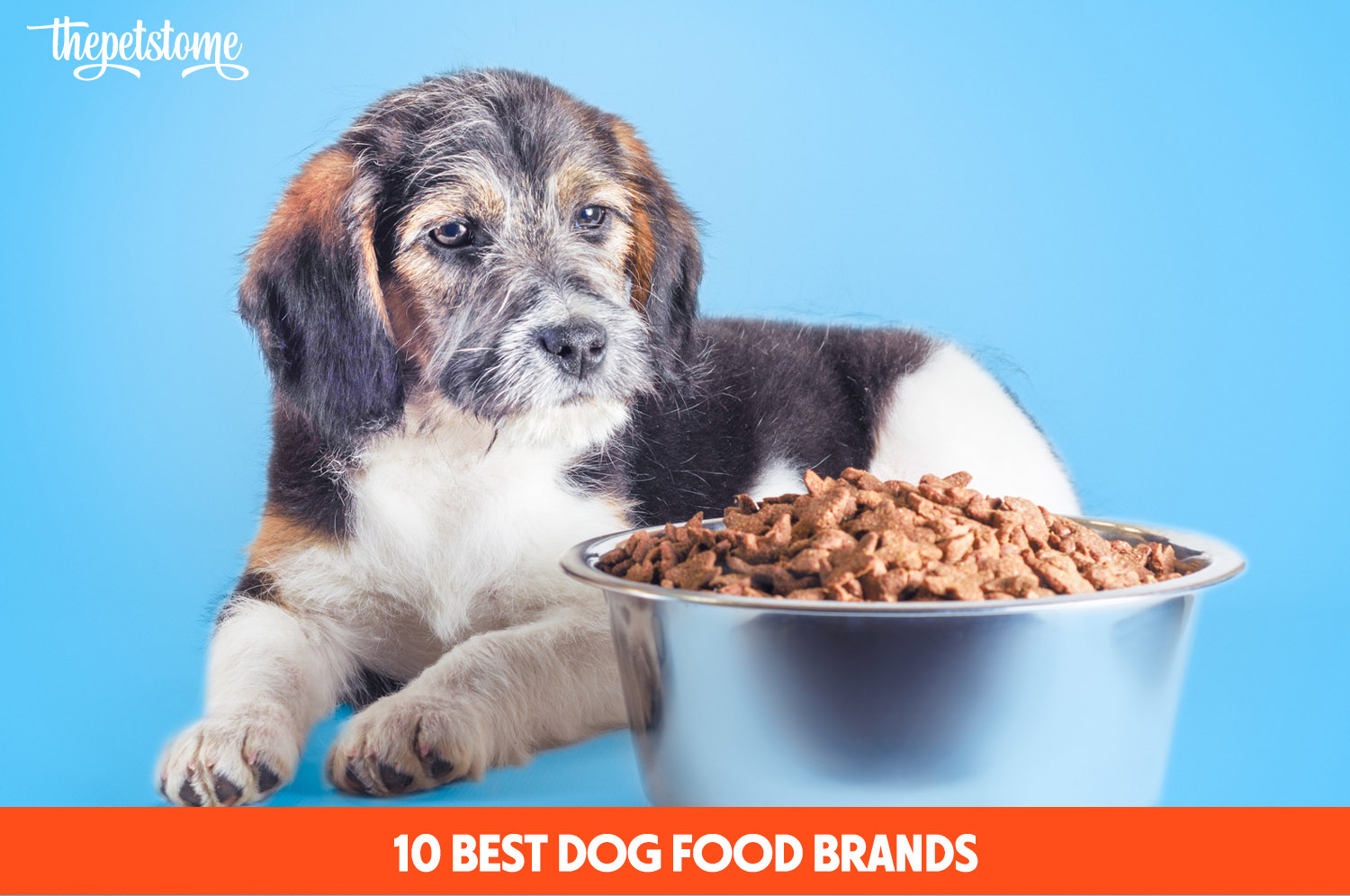 10 Best Dog Food Brands In 2024 ThePetsTome