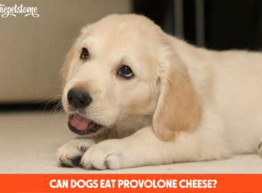Can Dogs Eat Provolone Cheese?