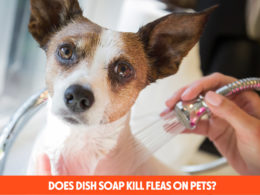 Does Dish Soap Kill Fleas On Pets?